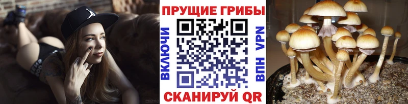 Псилоцибиновые грибы Magic Shrooms MEGA Алейск